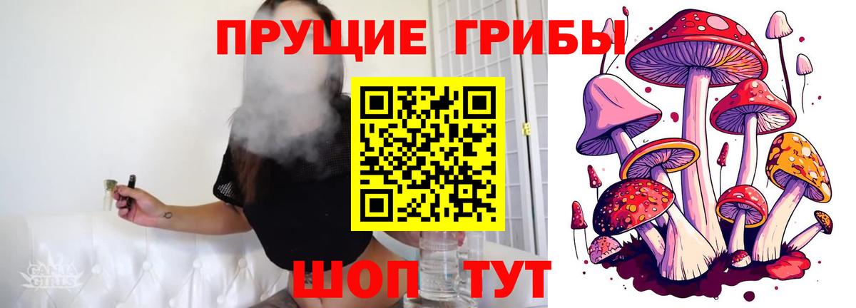 Псилоцибиновые грибы Psilocybe Воронеж